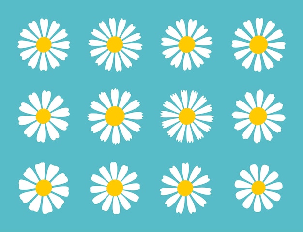 Vector blooming daisy collection margarita de pétalos blancos que florece en primavera