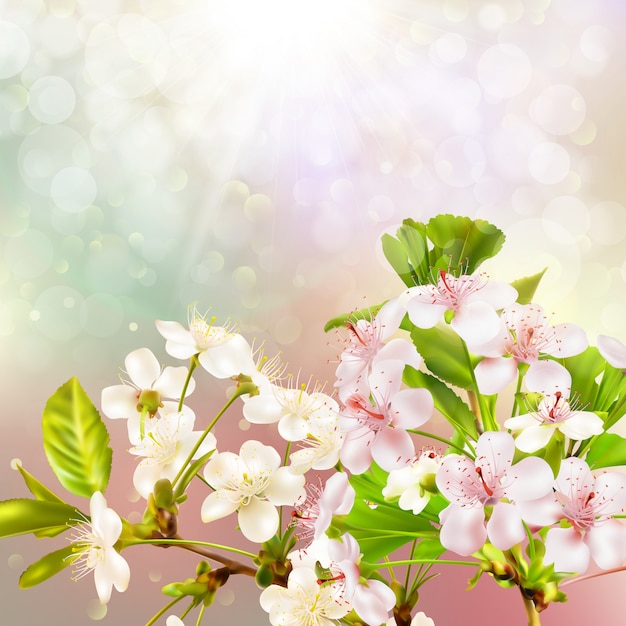 Blooming manzano contra el cielo.