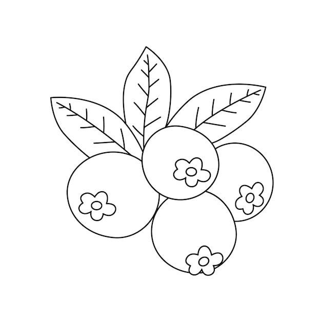 Vector blueberry coloring book frutas páginas para colorear para niños y adultos blueberries con hojas vector