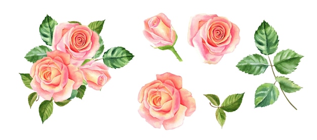 Blush acuarela rosas hermosas flores sobre fondo blanco aislado ilustración acuarela pintura botánica