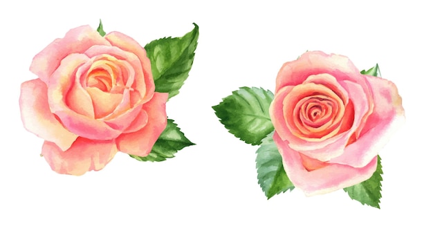 Blush acuarela rosas hermosas flores sobre fondo blanco aislado ilustración acuarela pintura botánica