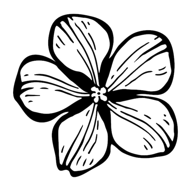 Boceto de capullo de flor de manzano Ilustración de gráficos dibujados a mano