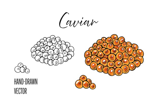 boceto de caviar dibujado a mano ilustración de caviar negro y rojo