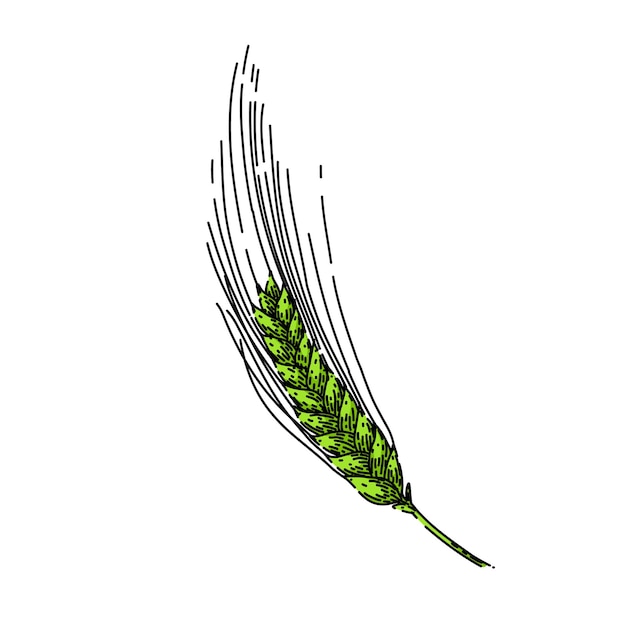 boceto de cebada de agricultura dibujado a mano por vector
