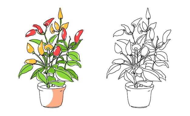 Boceto de chile pimiento para colorear la planta de línea en el fondo de la olla