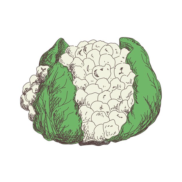 Boceto de comida vegetariana de verduras de coliflor