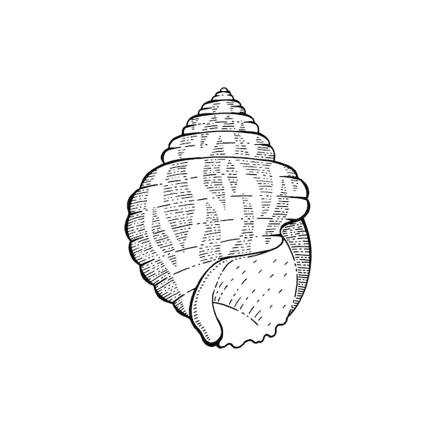 Boceto de concha de mar Icono submarino de concha marina Gráficos de elementos de agua grabados en negro para colorear libro