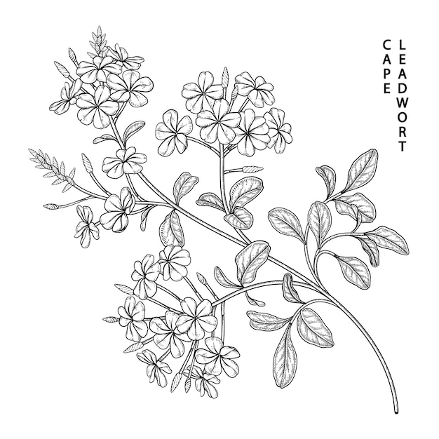 Boceto conjunto decorativo floral de plumbago auriculata cape leadwor) dibujos de flores