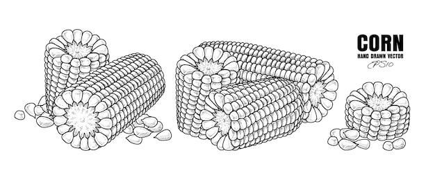 Boceto conjunto decorativo de maíz maduro elementos de ilustraciones botánicas dibujadas a mano estilo retro