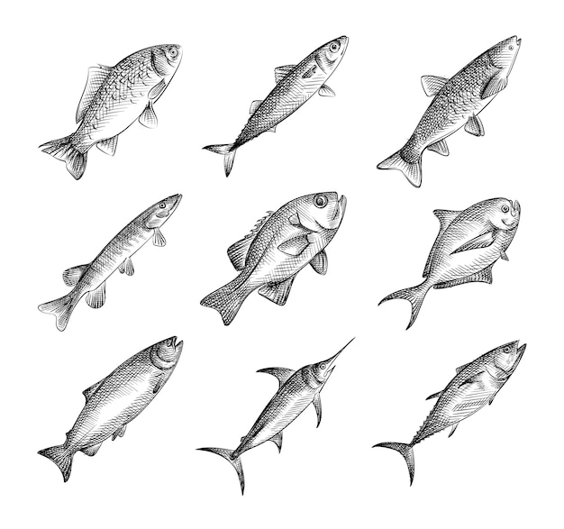 Boceto conjunto de peces dibujados a mano. Conjunto de diferentes tipos de pescado: atún, salmón, almejas, vieiras, abulón, cola amarilla, halibut, calamar, molleja, caballa, lubina, marisco, pargo, pescado de aguja