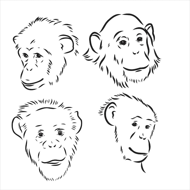 Vector boceto dibujado a mano en blanco y negro de chimpancé sobre un fondo blanco vida salvaje animales salvajes