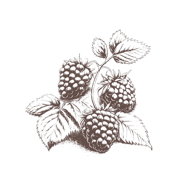 Boceto dibujado a mano en blanco y negro de la planta de bayas de hoja de frambuesa Ilustración vectorial Elementos en estilo gráfico etiqueta tarjeta etiqueta menú paquete Ilustración de estilo grabado