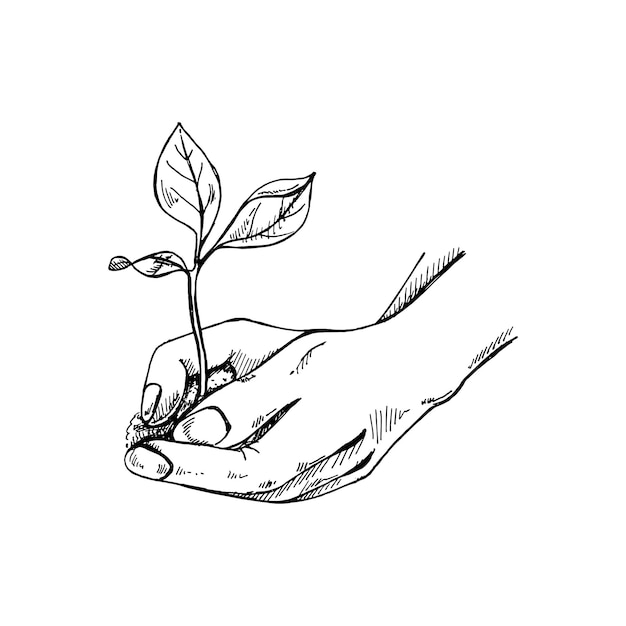 Boceto dibujado a mano de brotes de árboles en la mano Cuidado ecológico salvando el concepto de cosecha natural