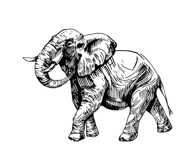 Boceto dibujado a mano de elefante Ilustración vectorial Contorno negro aislado sobre fondo blanco