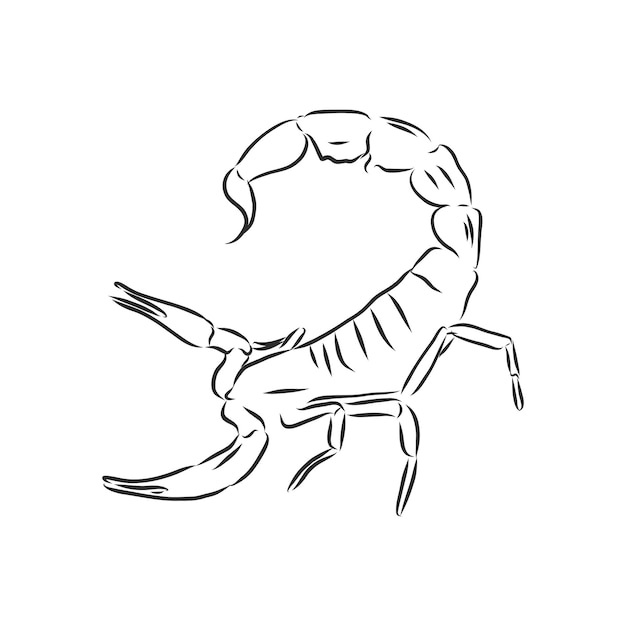Boceto dibujado a mano de escorpión Ilustración de vector de escorpión de dibujo en blanco y negro