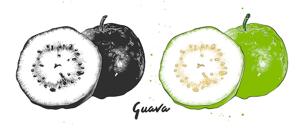 Boceto dibujado a mano de la fruta de guayaba.