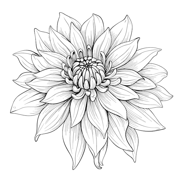 Boceto Dibujado A Mano Ilustración De Flor De Dalia