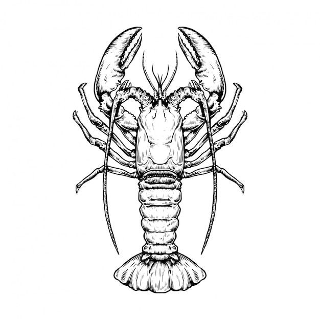 Vector boceto dibujado a mano ilustración de mariscos de langosta