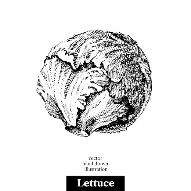 Boceto dibujado a mano lechuga vegetal Vector blanco y negro vintage ilustración aislada