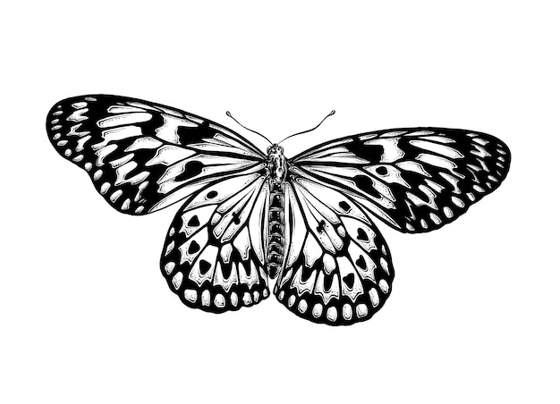 Vector boceto dibujado mano de mariposa en color negro, aislado.