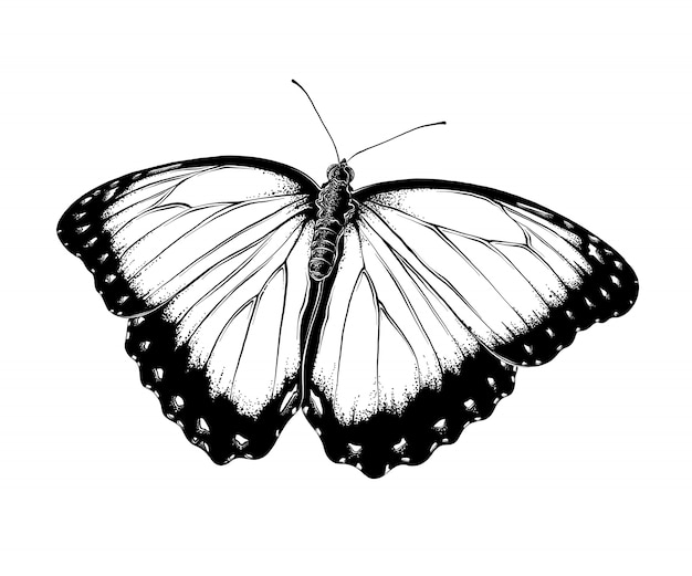 Vector boceto dibujado mano de mariposa en color negro, aislado.