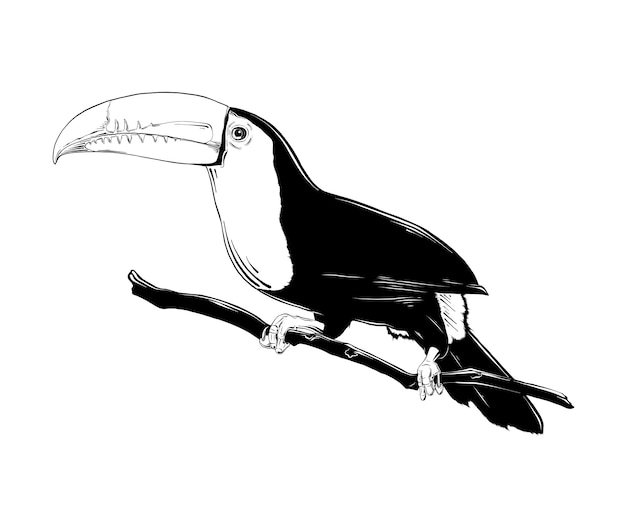 Vector boceto dibujado a mano de pájaro tucán brasileño