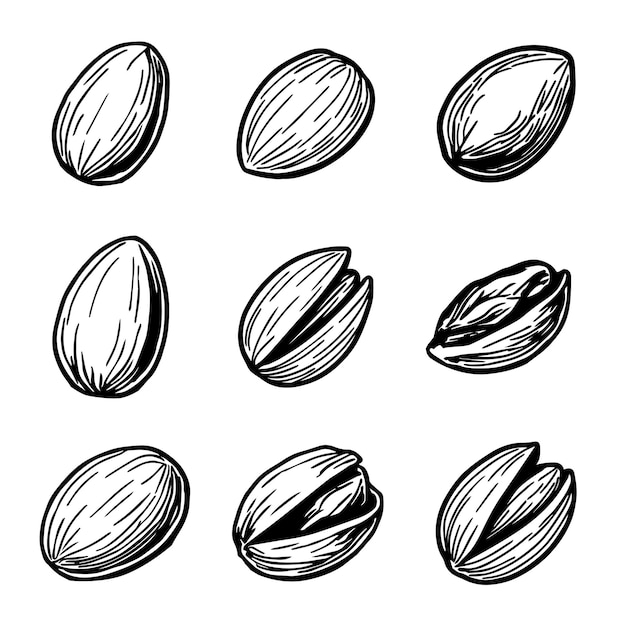 boceto dibujado a mano de pistachos vector boceto de nueces