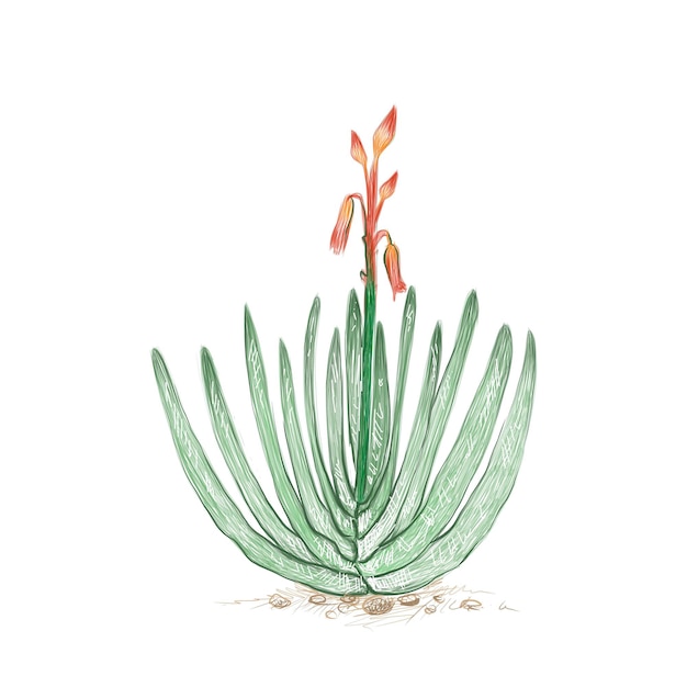 Boceto dibujado a mano de la planta de Aloe plicatilis
