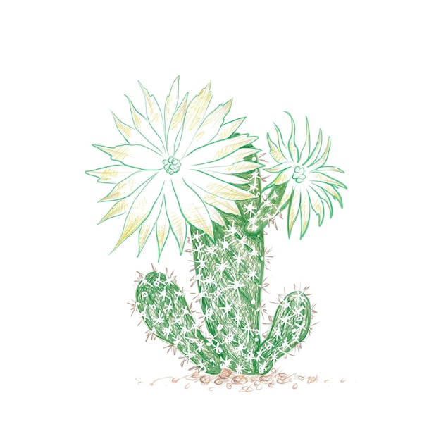 Boceto dibujado a mano de la planta de cactus Arthrocereus