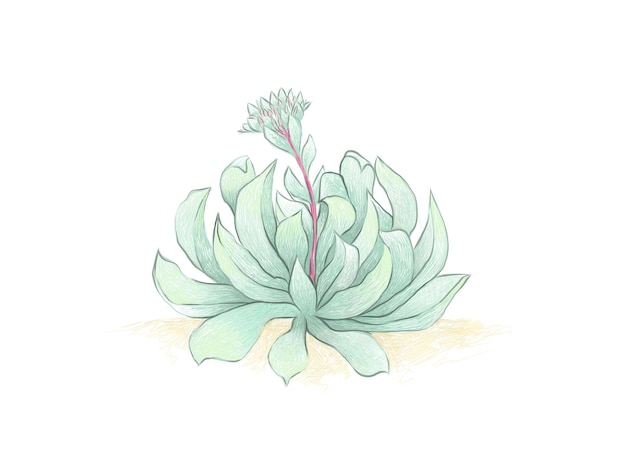 Boceto dibujado a mano de la suculenta echeveria runyonii