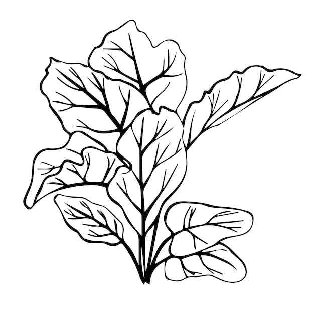 Boceto dibujado a mano vectorial de hojas de remolacha