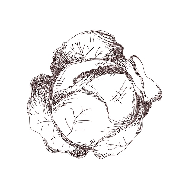 Boceto de dibujo de contorno de repollo aislado sobre fondo blanco, ilustración vectorial de stock, para diseño y decoración, pegatina, plantilla, vintage, banner, verduras
