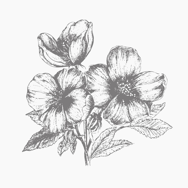 Boceto de flor Boceto dibujado a mano