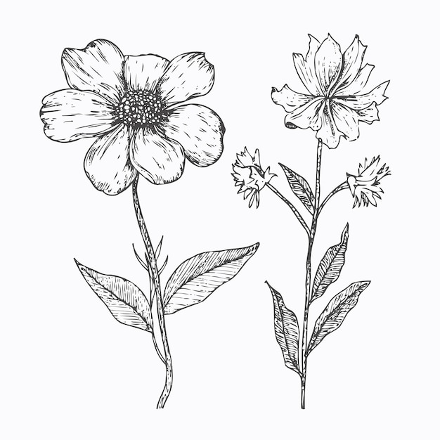 Boceto de flor Boceto dibujado a mano