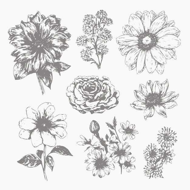 Boceto de flor Boceto dibujado a mano