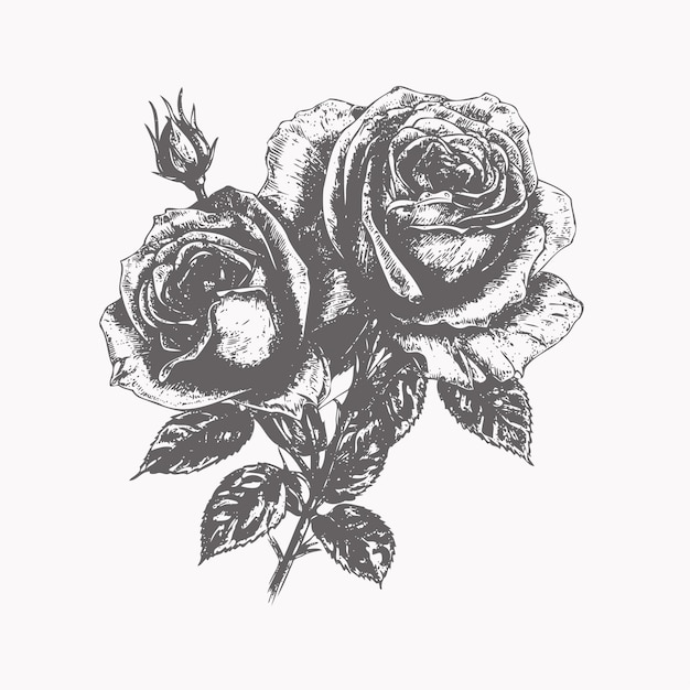 Boceto de flor Boceto dibujado a mano