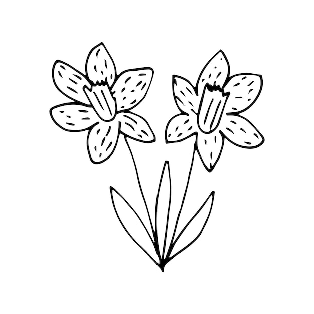 boceto de una flor de narciso de jardín monocromo