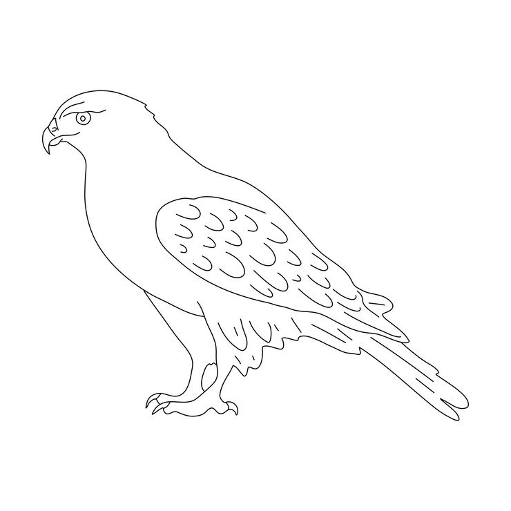 Vector boceto de halcón dibujado a mano ilustración dibujada a mano por vector