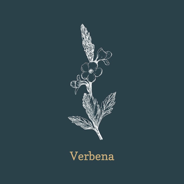 Boceto de hierba de verbena en elemento de diseño vectorial dibujo botánico de verbena en estilo de grabado ilustración de dibujado a mano de planta officinalis