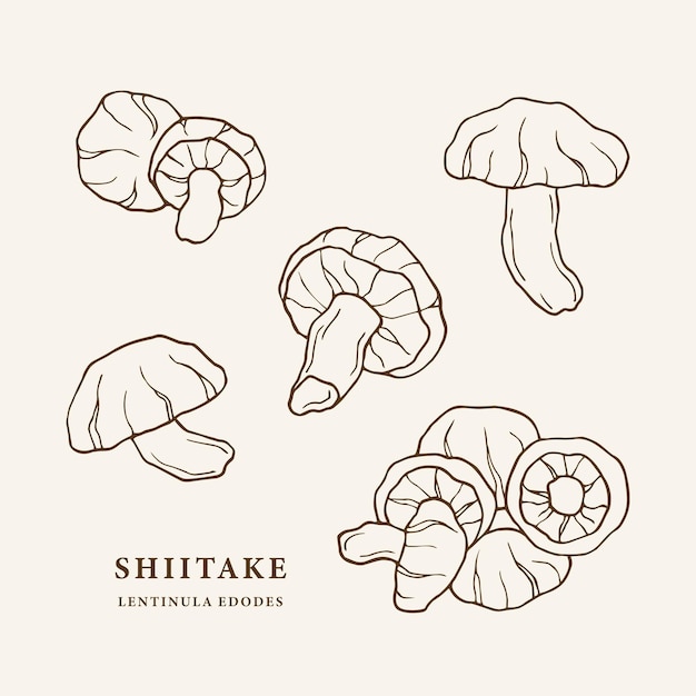 Boceto ilustración de hongos shiitake