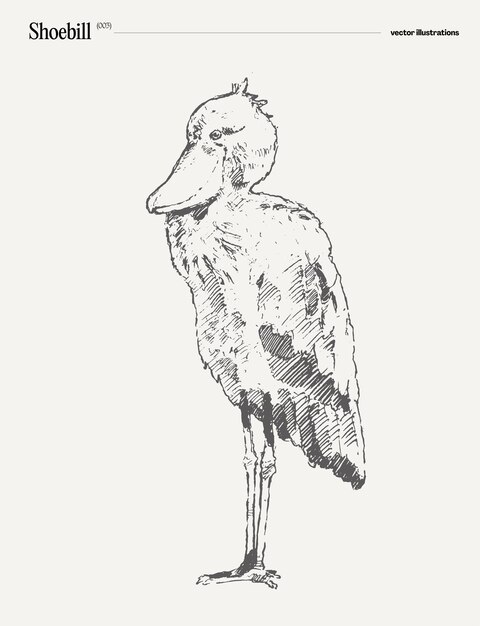 Boceto de ilustración de vector dibujado a mano realista pájaro pico zapato
