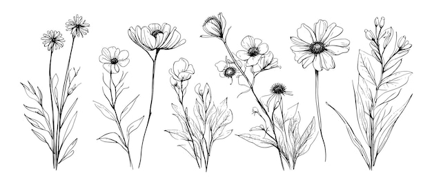 Boceto de malezas, flores a base de hierbas y cereales, elementos de tendencia, diseño de colección de flores dibujadas a mano y