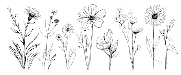 Boceto de malezas, flores a base de hierbas y cereales, elementos de tendencia, diseño de colección de flores dibujadas a mano y
