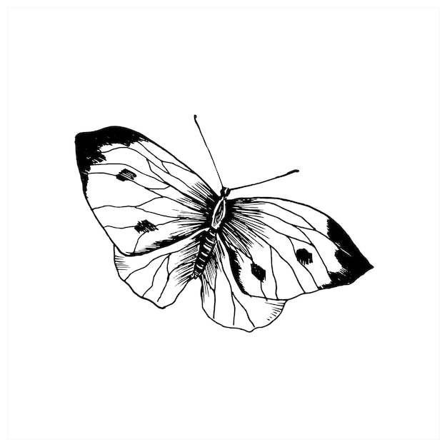 Boceto de mariposa. repollo mariposa insecto dibujado a mano. ilustración de vector de estilo de dibujo. aislado en blanco.