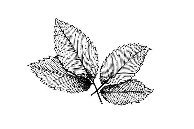 Boceto de menta Menta deja ramas y flores grabado estilo vector ilustración