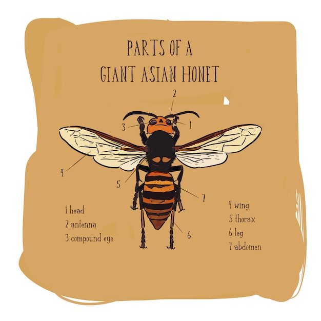 Boceto parte de hornet en mano