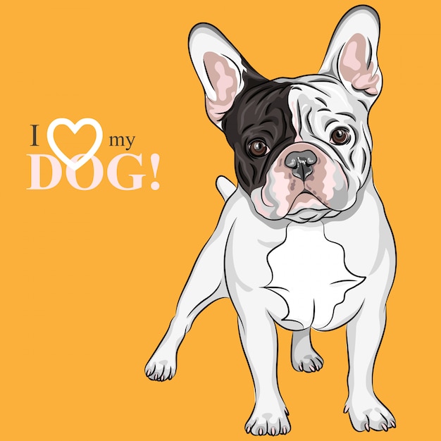 Boceto perro doméstico raza Bulldog Francés