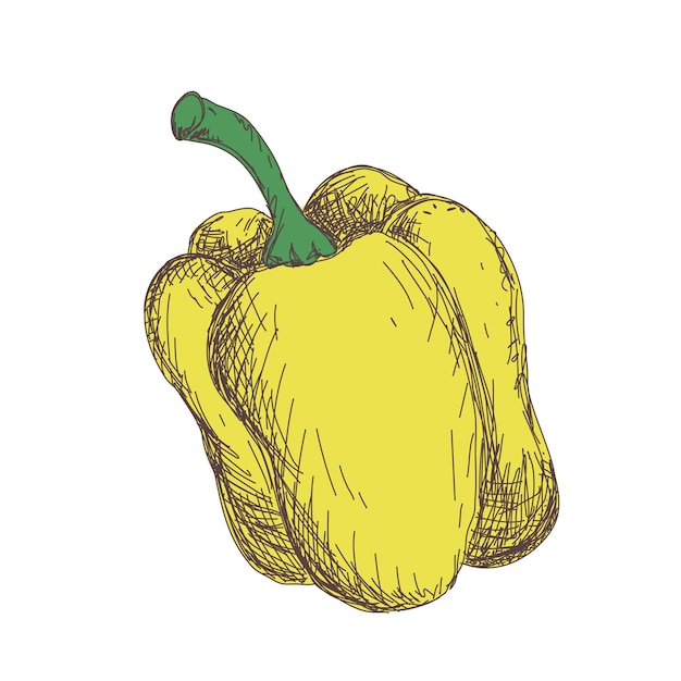 Boceto de pimienta, dibujo de contorno de pimentón aislado sobre fondo blanco, ilustración vectorial de stock, para diseño y decoración, pegatina, plantilla, vintage, banner, verduras