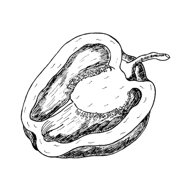 Boceto de pimiento fresco Ilustración vegetal dibujada a mano Planta de alimentos saludables Dibujo vectorial de pimiento dulce crudo cultivado Capsicum para mercados de abarrotes Diseño de menús de recetas de empaque