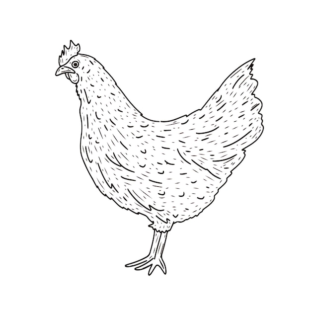 Vector un boceto de un pollo con un fondo blanco.